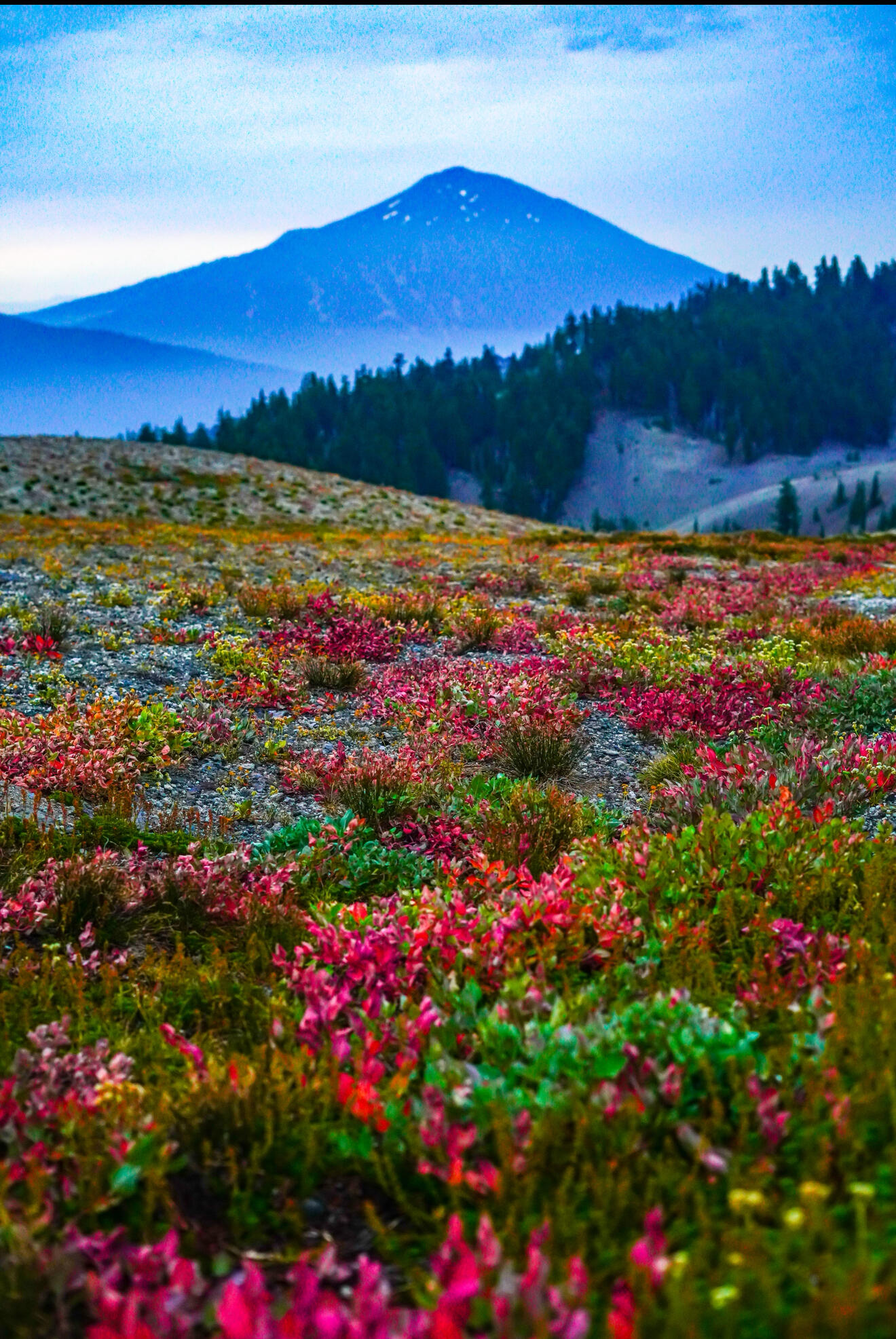 Mountain meadow with pink wildflowers in Northern Arizona